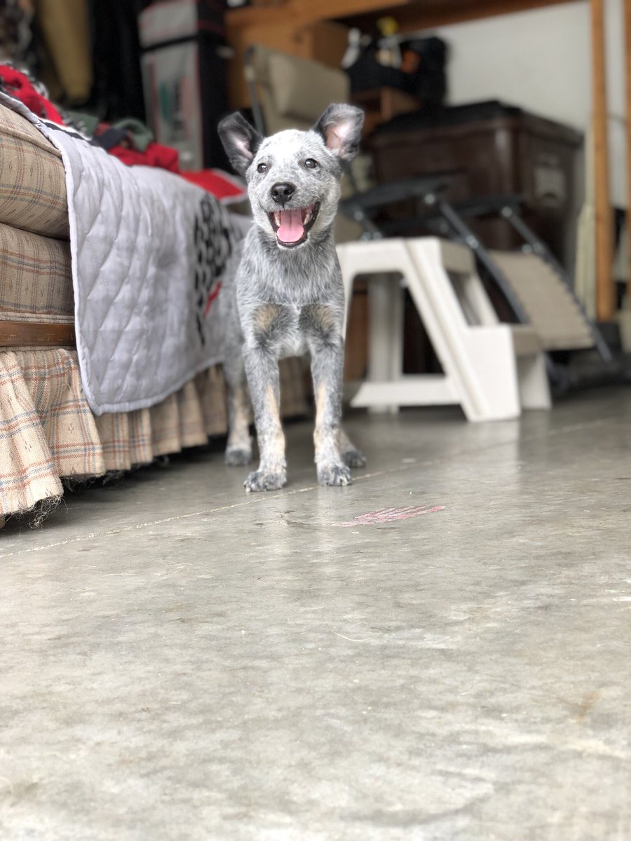 TgentMan's tweet photo. Ellie is ready to be out West👏🏼 https://t.co/o2I4VUgBPH