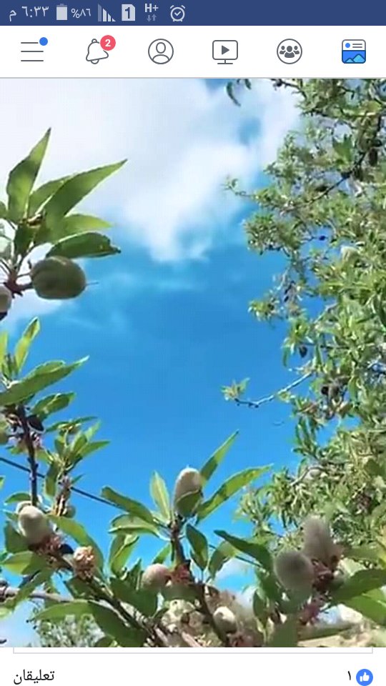 ليه يابنفسج بتبهج وانت زهر حزين