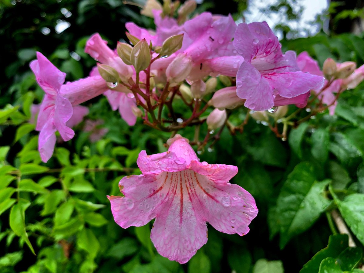 Cloudsailor 星羅の一日一花 A Twitter ピンクノウゼンカズラ ピンク凌霄花 秋らしくない淡いピンクの花 オレンジの ノウゼンカズラとは属が違う ノウゼンカズラ科ポドラネア属 南アフリカ原産 Pink Trumpet Vine Port St Johns Creeper Port St Johns Klimop