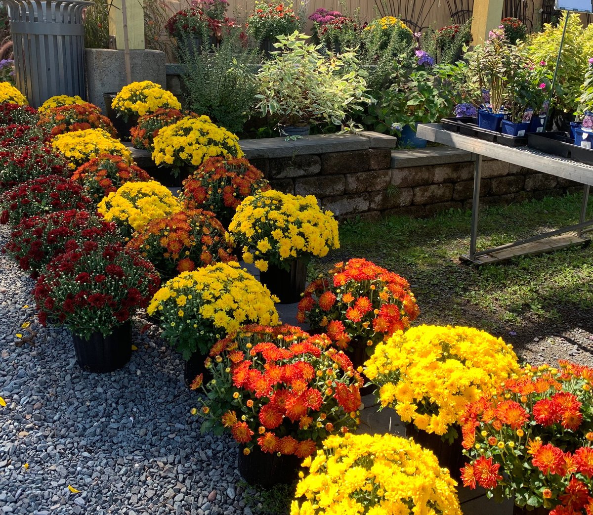 BlomidonNS's tweet photo. #LaborDay Monday hours - 8am to 4:30pm.
Select #evergreens are 35% off. Select #perennials are 50% off.
Our #FallMums are ready to add color to your outdoor living spaces.
#plants #shrubs #gardencolor
#shoplocal #novascotia
#halifax #annapolisvalley
#blomidonnurseries https://t.co/sSIsKebYZO