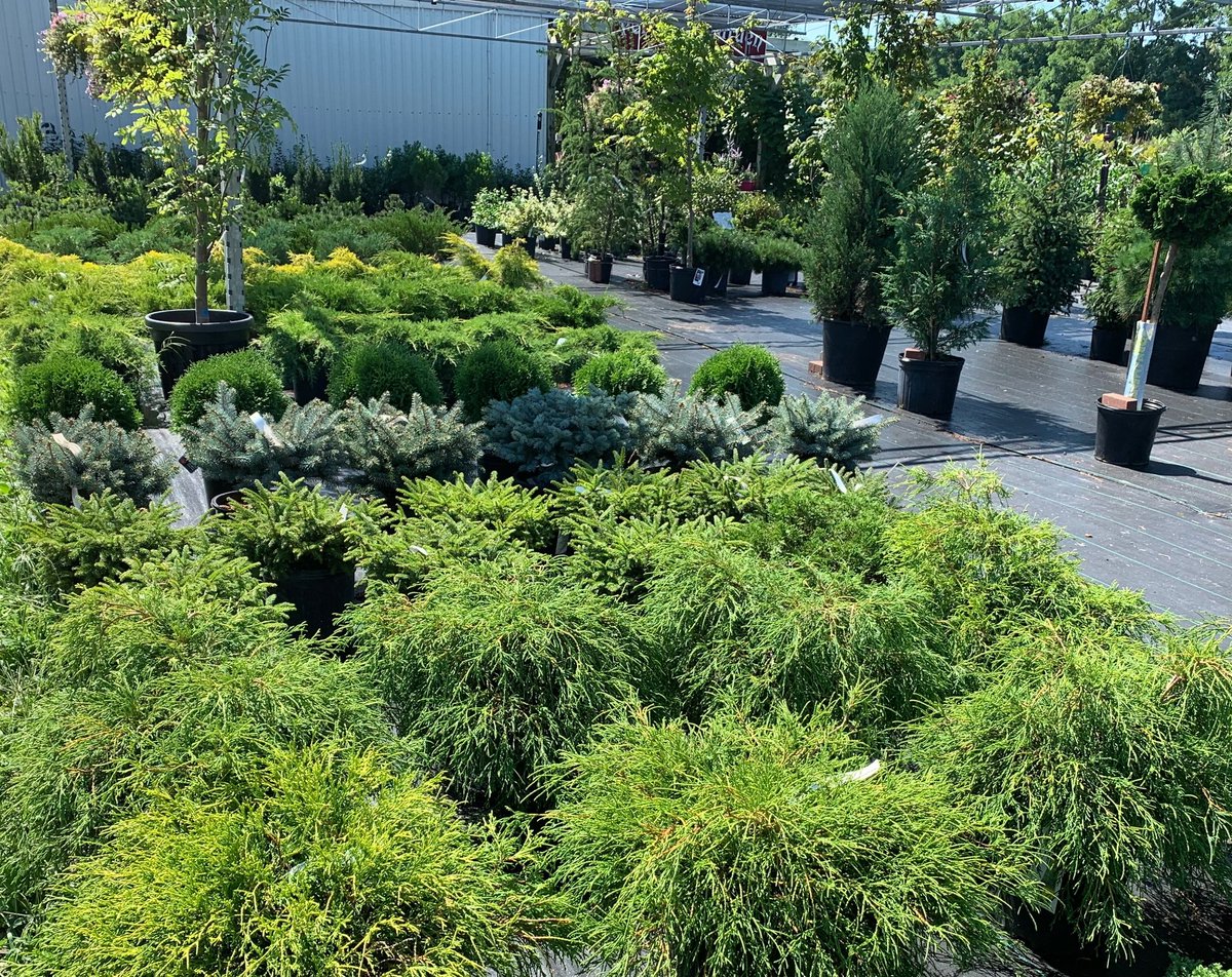 BlomidonNS's tweet photo. #LaborDay Monday hours - 8am to 4:30pm.
Select #evergreens are 35% off. Select #perennials are 50% off.
Our #FallMums are ready to add color to your outdoor living spaces.
#plants #shrubs #gardencolor
#shoplocal #novascotia
#halifax #annapolisvalley
#blomidonnurseries https://t.co/sSIsKebYZO