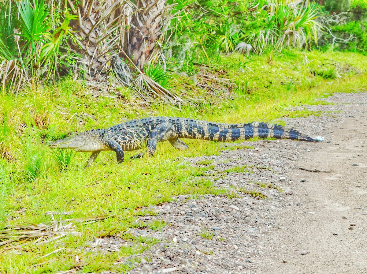 be_motivated_sc's tweet photo. Came across these 2 beautiful ladies!!! #shooter #shootersshoot #nature #gator #itscalledart #artislife #sharingiscaring #yourrelease #bemotivated #livehappy #WITwhateverittakes #goodvibes https://t.co/kKRqVDY8e8