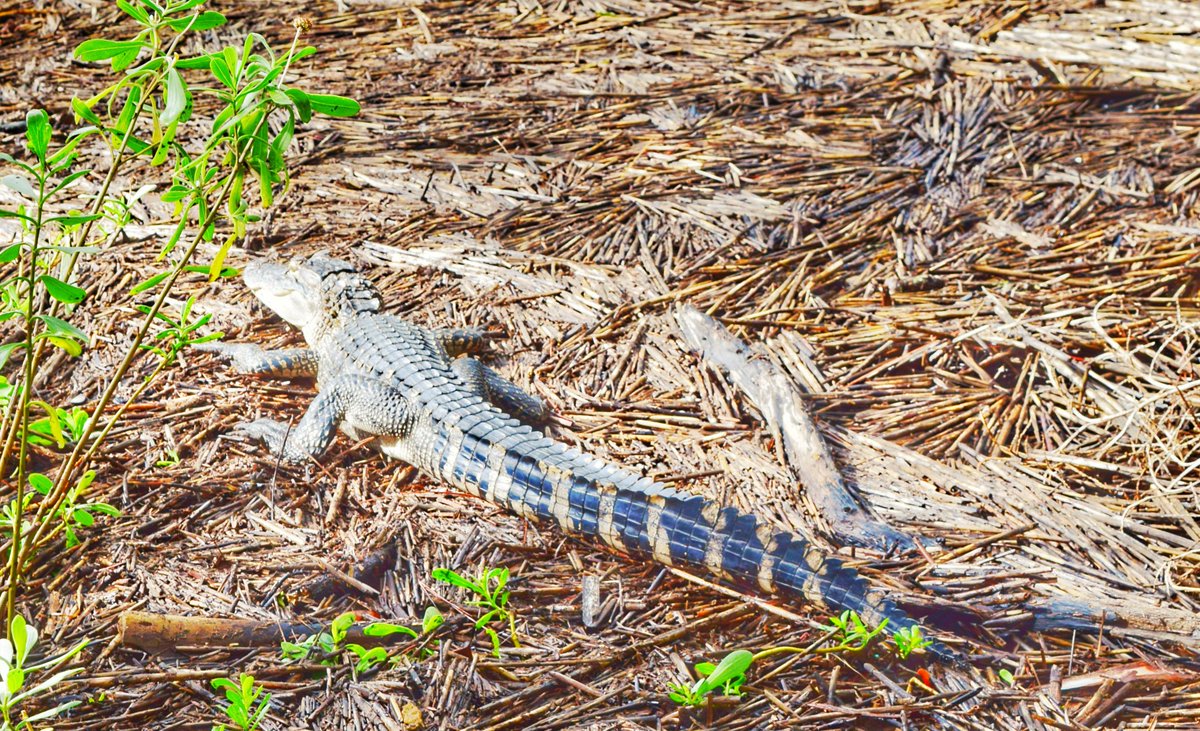 be_motivated_sc's tweet photo. Came across these 2 beautiful ladies!!! #shooter #shootersshoot #nature #gator #itscalledart #artislife #sharingiscaring #yourrelease #bemotivated #livehappy #WITwhateverittakes #goodvibes https://t.co/kKRqVDY8e8
