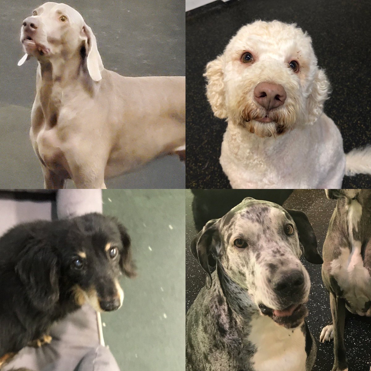 A Dog S Day Out On Twitter Meet Our Dogs Of The Week Joey Is A