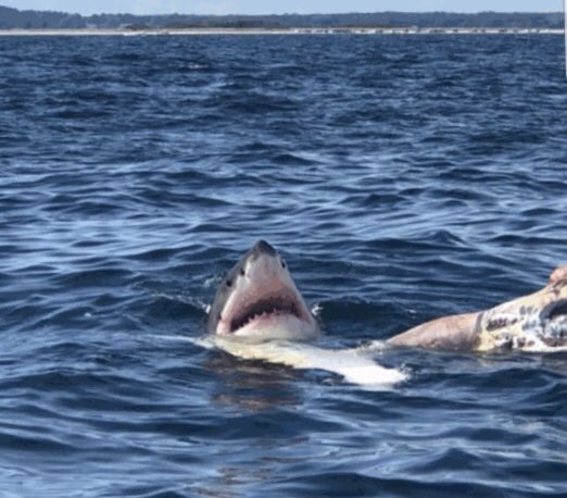 MaryWCVB's tweet photo. This is why Duxbury Beach was closed to swimmers today. The first of a couple of sharks who moved in to feed on a dead whale that eventually beached itself. #WCVB https://t.co/ROekMlTPir