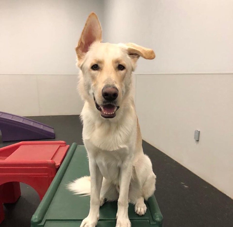 AllNightShow's tweet image. #SummersOverWhen
Harley says so.🐕🤣😁