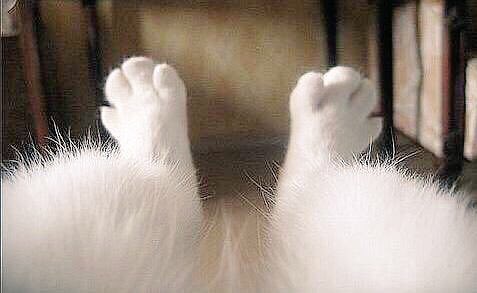 kittyBubbles99's tweet image. #SummersOverWhen.    

You can stop shaving.....