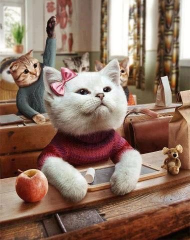 kittyBubbles99's tweet image. #SummersOverWhen 

   School starts...