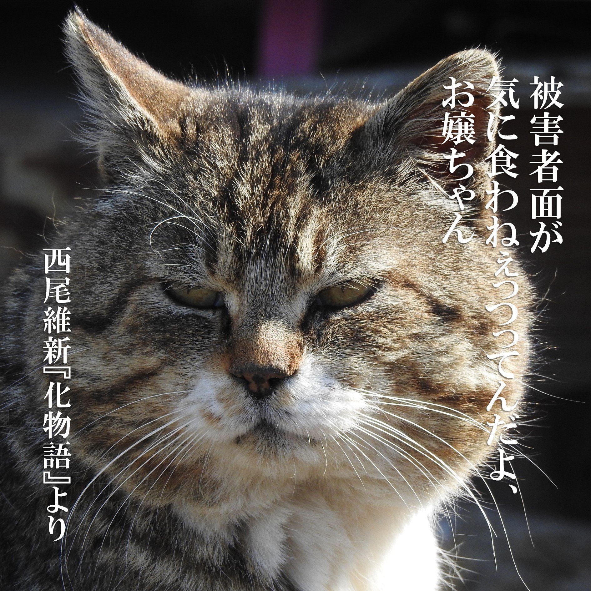 レタラワタラ 忍野メメのセリフ 面と向かって言ってみたい レタラワタラ 忍野メメのセリフ 面と向かって言ってみたい