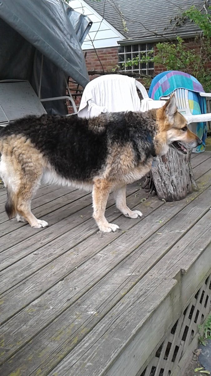 davethegr8one's tweet image. #SummersOverWhen dog switches from shedding her winter coat to shedding her summer coat.