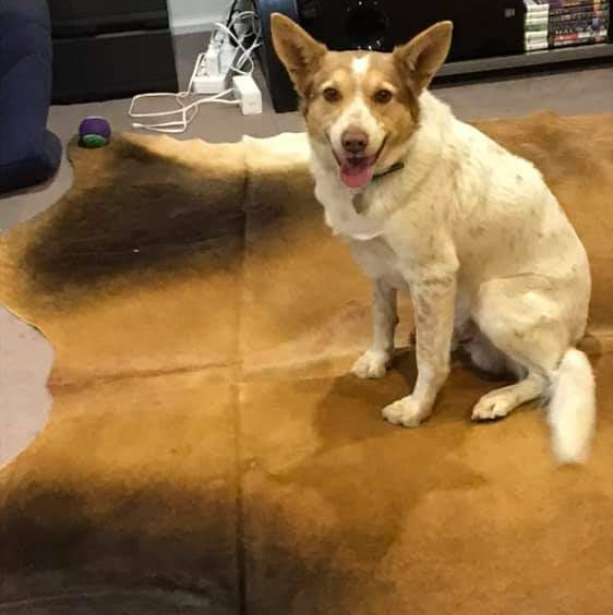 4lyfe_rescue's tweet image. Such a smiley boy is our Sandy

#Sandy4Lyfe #DogsofCanberra #AdoptDontShop