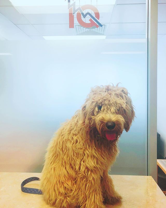 iq_accountants's tweet photo. New #IQteam staff member 🐶 https://t.co/0u4tREnlE3