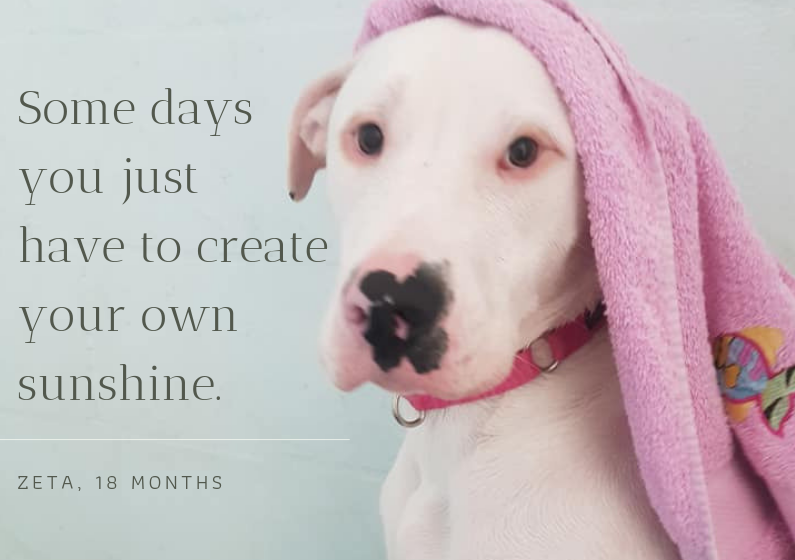 DogsRefugeHome's tweet image. 🌦️🌈... but having a wet dog to dry does help! 18 mth old Zeta is learning to put the sunshine back in her days arriving at the Refuge a very fearful girl. Looking for a patient home with lots of TLC.    #RainyDaysAndMondays #MotivationMonday #rescuedog @tweetperth @SMPerth