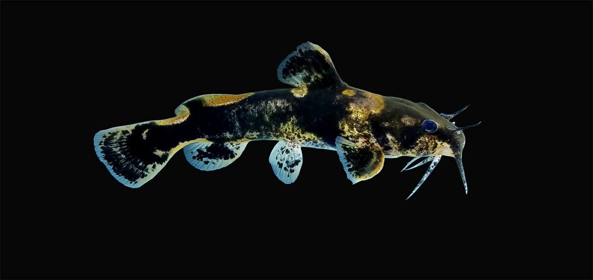 MSScienceMuseum's tweet photo. Lecture: The Art of Scientific Fish Photography & MS’s Marvelous Madtoms. 9/2/19 from 12p-1p https://t.co/aADtOwpmJG
Speaker: Matthew D. Wagner, State Ichthyologist/Curator of Fishes, MDWFP's MS Museum of Natural Science
#MSScienceMuseum #visitjacksonms #explorelefleur #mjaams https://t.co/a7hhA2fSnO