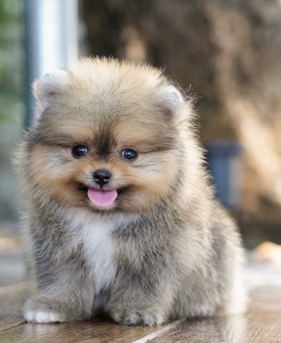 TPomeranians's tweet photo. Beautiful toy Pomeranian has found his forever home 🐾🤗 https://t.co/jxx5zpDqMy