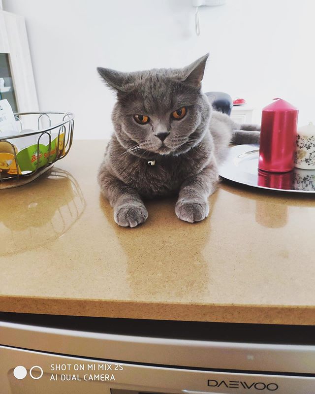 RonaldAndMarley's tweet image. 🐱💭This model life is too hard😴. Looking for👀 my next promotion deal👌✅. #welcomeback #helloroutine #returntowork #byeholidays #britishshorthair #britishronald #monday #september #whereisthesummer #wherearetheholidays #catstagram #catmania #catlovers… dlvr.it/RCJRny