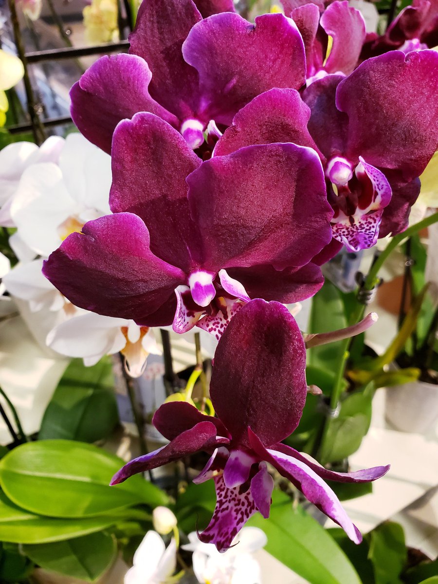 Christi Walling On Twitter Good Night Sweet Dreams Blessings