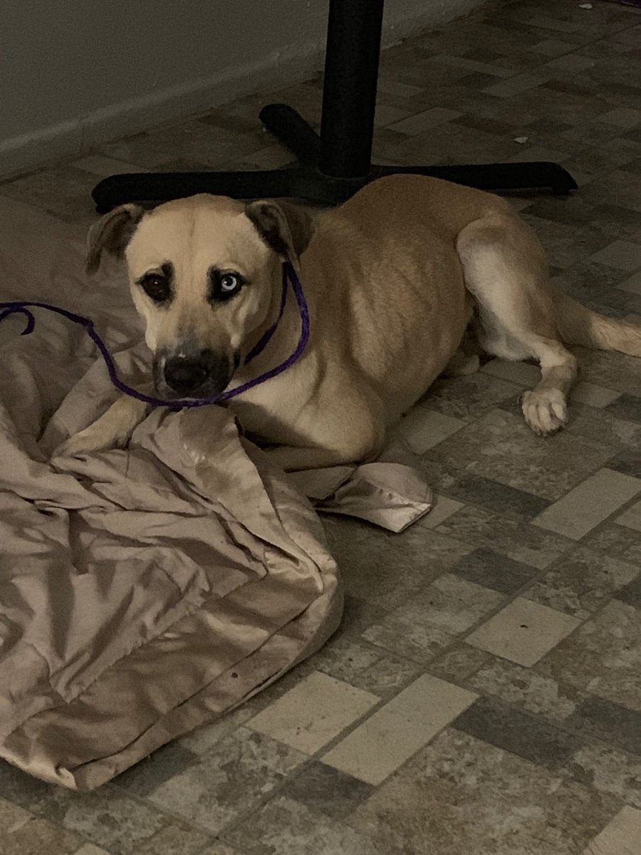 Netman_Writer's tweet image. Meet Jazmine, the Netman’s new baby-girl. She’s a little frightened right now, but she is as sweet as they come. I got her today at El Paso animal services