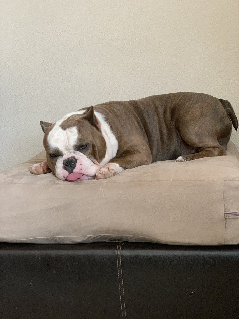 hanamoniz's tweet photo. Sunday Mood 🐾 #furbaby #mood @ManaMoniz_ https://t.co/h4lcasyyTe