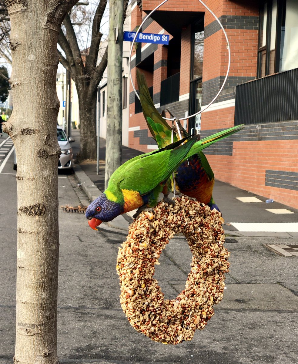 Curtis_Partners's tweet photo. Nice way to start the week with a colourful display from the birdlife in the wilds of North Melbourne outside our office! #backtonature https://t.co/cye9KUyi6E