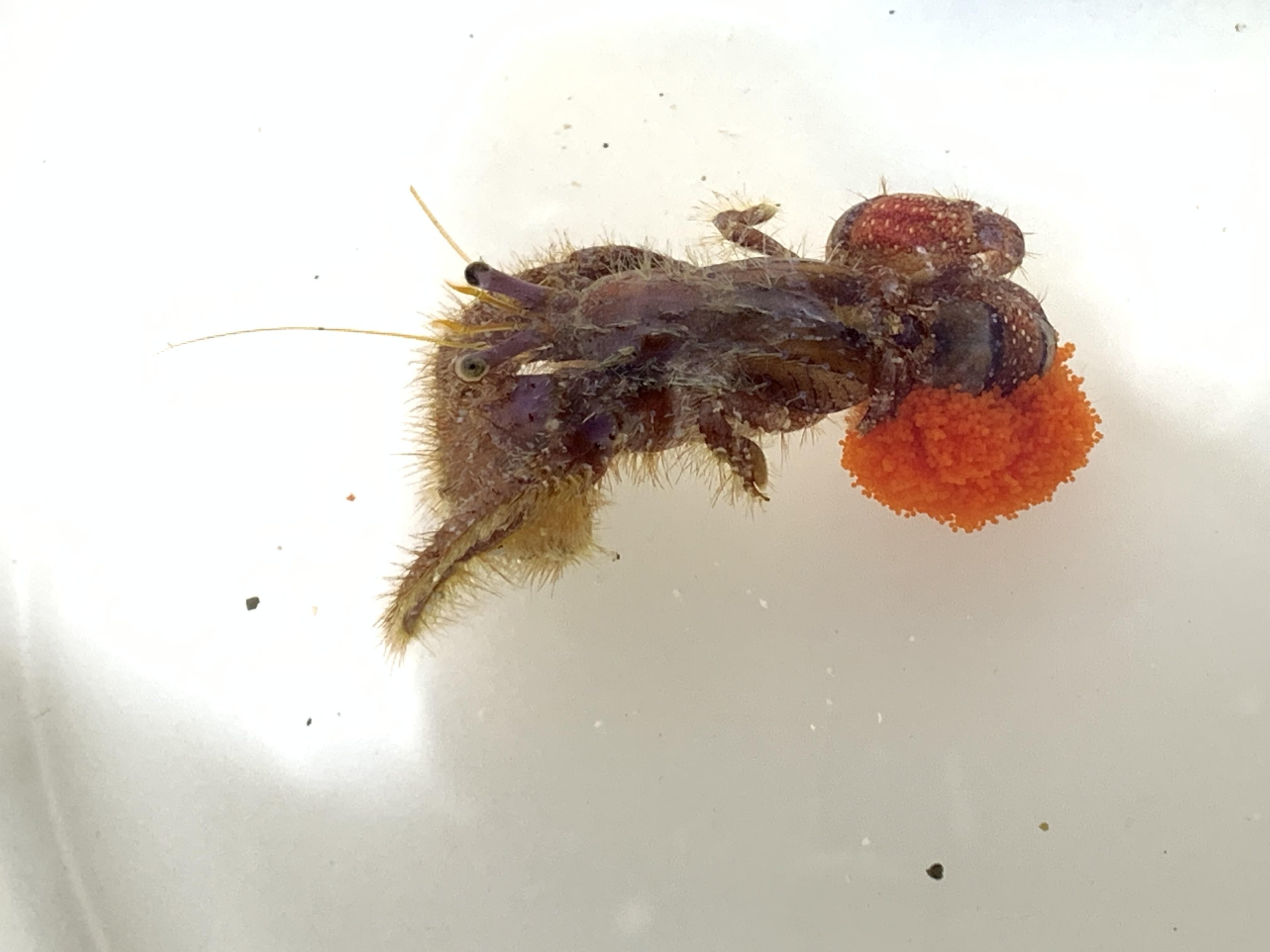 足立区生物園 貝殻に入ってないヤドカリ発見 しかも卵持ってる 大事な卵持ってる今こそ貝殻に入ってた方がいいんじゃない と思った瞬間でした ヤドカリ 抱卵 オレンジ色の卵 卵フサフサ 貝殻はどこ 家出中 引越し中 T Co