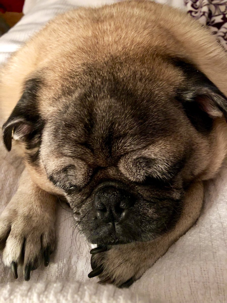 LisaAlesci's tweet photo. Muh babas had a big day. Met some neighbors on their walks who made a big fuss of them. Zonked out! ๐พ๐๐ด๐ด
#DougAndDaniel #Pugs #AdoptDontShop https://t.co/TkouIE9MGo