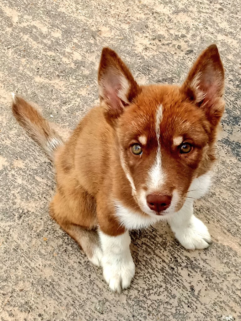 pinorepe26's tweet photo. Bienvenido a casa duque♥️
#Miniño
#Husky https://t.co/ReOVyv9FUn