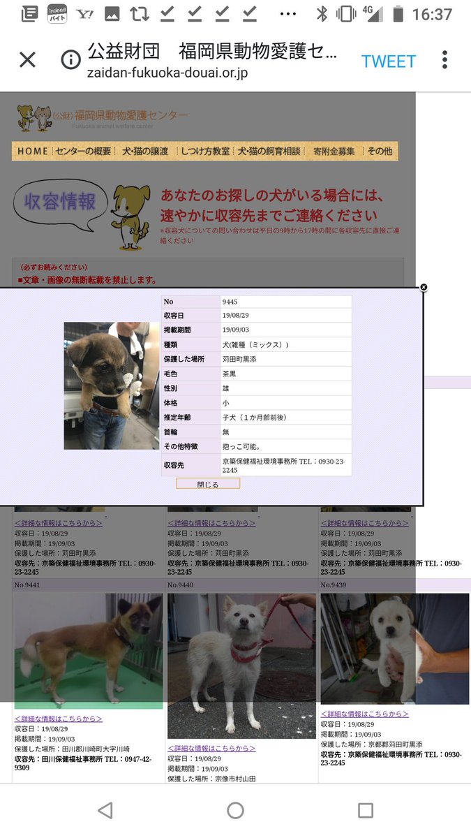 Japanesemichael Jackson V Twitter 福岡県保健所 期限 9月3日 可愛いお顔の顔黒くん 性別 男 月齡 約1ヶ月 犬種 雑種犬 体格 小 性格 抱っこ可能 触れる子なので直ぐに慣れると思われる 一時保護急募 里親急募 福岡県 京都郡 雑種犬 Japanesemichael Jackson V Twitter 福岡県保健所 期限 9月3日 可愛いお顔の顔黒くん 性別 男 月齡 約1ヶ月 犬種 雑種犬 体格 小 性格 抱っこ可能 触れる子なので直ぐに慣れると思われる 一時保護急募 里親急募 福岡県 京都郡 雑種犬