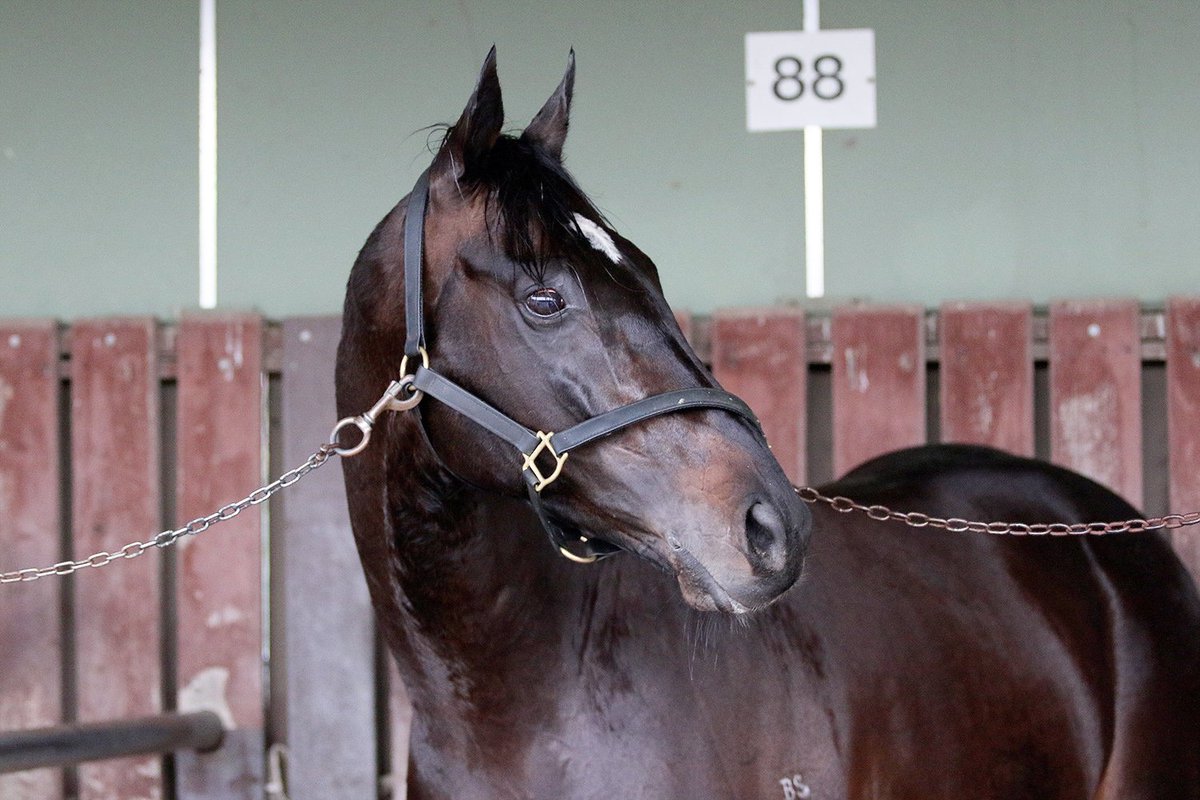 BallymoreStabls's tweet photo. Our German Group 2 winner SOUND got his spring campaign started with a pleasing barrier trial at Cranbourne this morning. #melbournespringcarnival #ballymoreimports #springgoals #joinballymoreandwin https://t.co/F7J1GHZftE