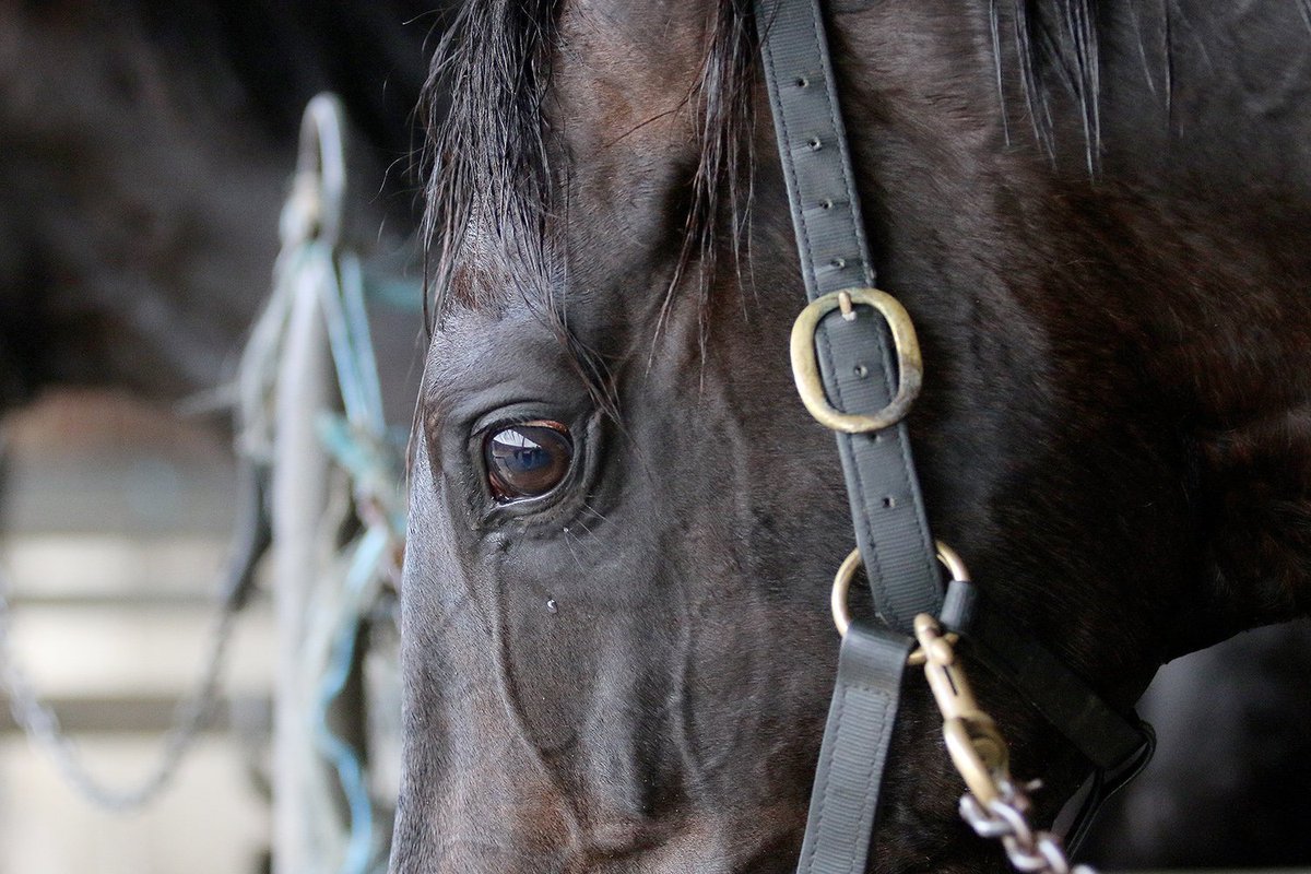 BallymoreStabls's tweet photo. Our German Group 2 winner SOUND got his spring campaign started with a pleasing barrier trial at Cranbourne this morning. #melbournespringcarnival #ballymoreimports #springgoals #joinballymoreandwin https://t.co/F7J1GHZftE