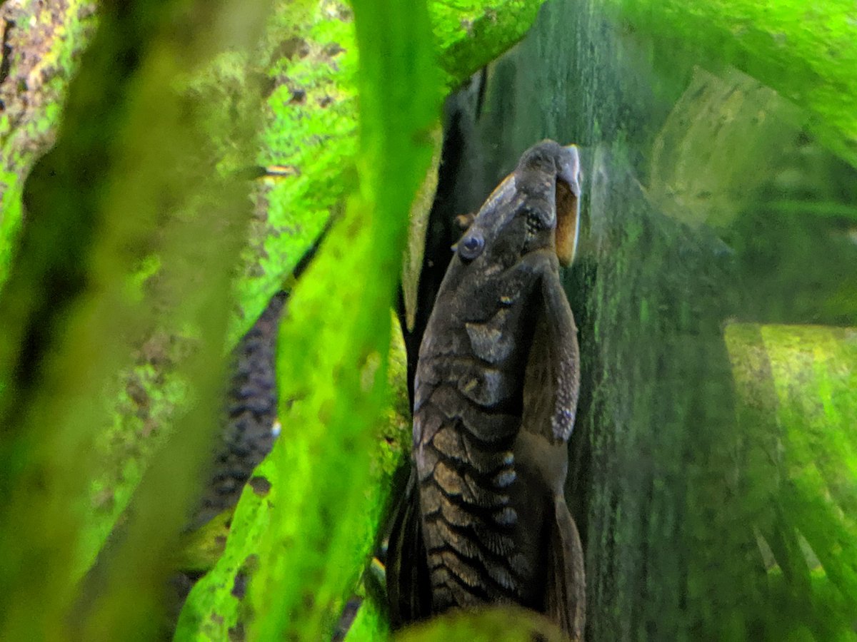 BluecanLee's tweet photo. #fishpost I bought this ugly ass pleco at an auction once because it had a cool name but I finally got to see it for the first time in like 7 months and it actually has a cool scale patten now.... https://t.co/tFNDBHVFI7