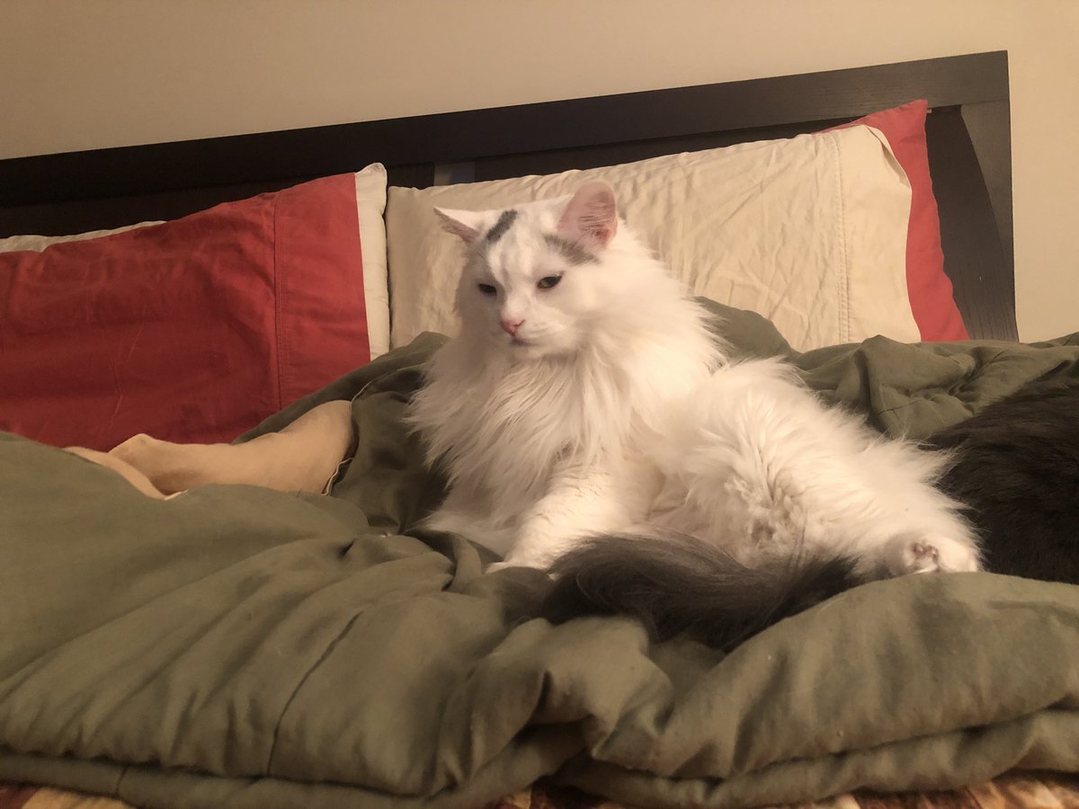 BitchestheCat's tweet photo. He’s sleepy and confused. And a little bit angry. https://t.co/mbic5bdtSL