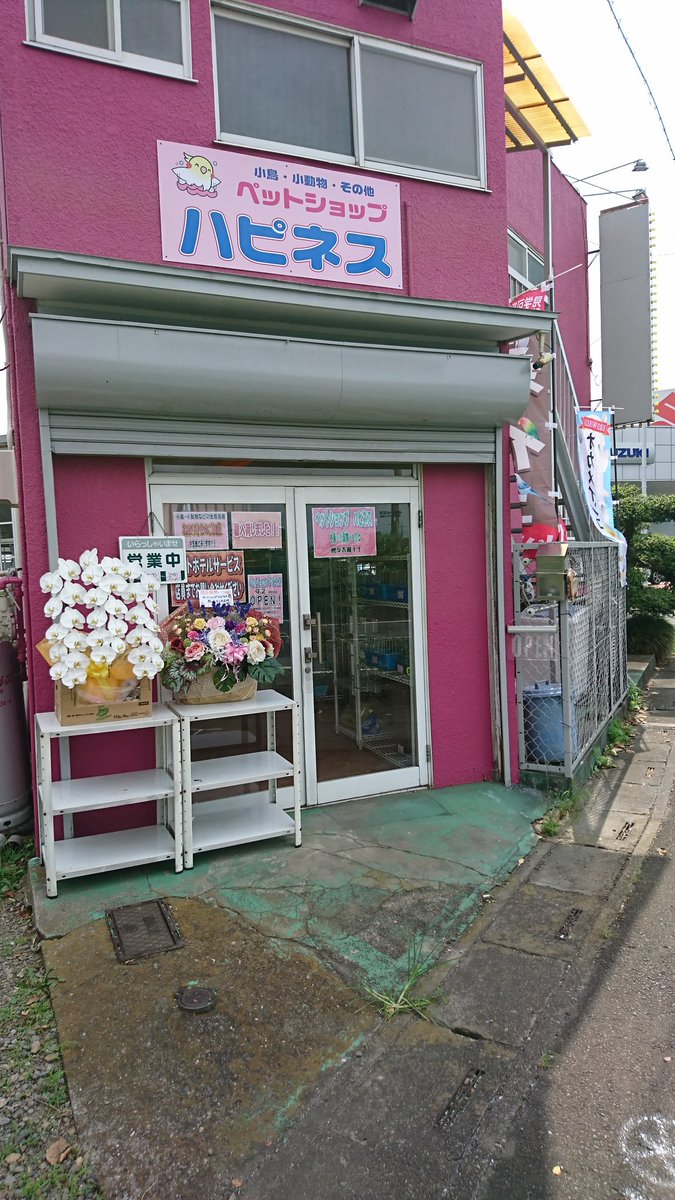 埼玉県ペットショップハピネス 小鳥 小動物 A Twitter 本日ペットショップハピネスオープンです ぜひ遊びに来て下さい 笑 広告は後日入れる予定です まだなので平日は暇だと思います 埼玉ペットショップ 埼玉インコ 埼玉小鳥店