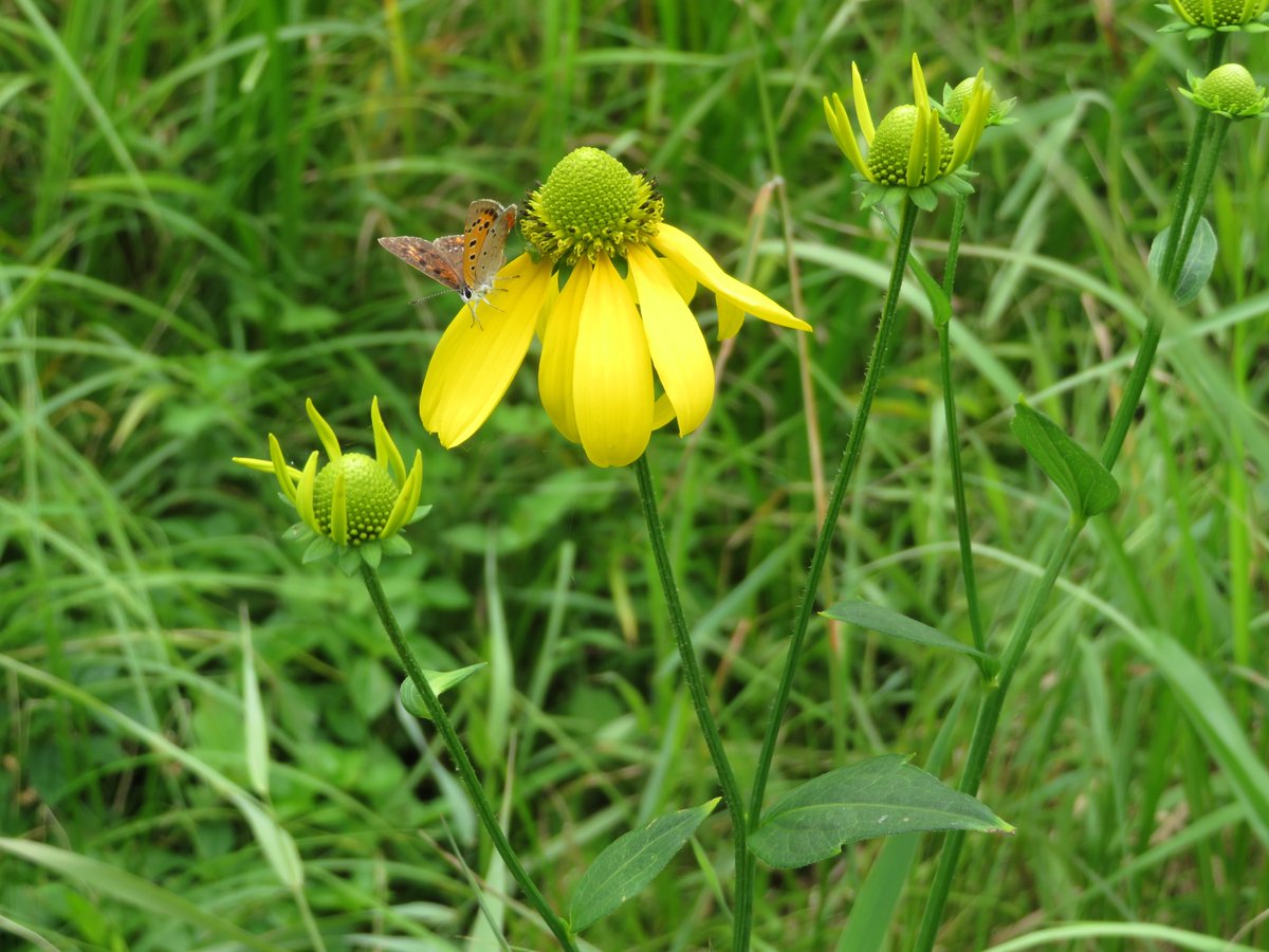 川上ダム 水資源機構 ダムの事業用地内で きれいな黄色い花を見つけました 実はこの植物 オオハンゴンソウという特定外来生物なんです どこから侵入してきたのか 蝶には申し訳ないですが 抜き取って その場で枯死させて処分する駆除を行いました