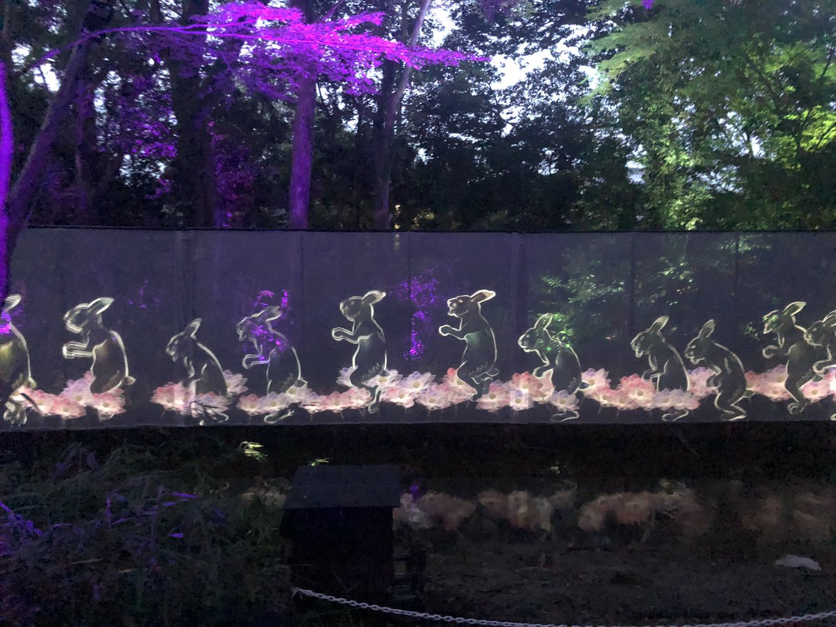 Nano39183364's tweet photo. 水面に浮かぶ光がとにかく美しかった、
チームラボ×下鴨神社。

#teamLab #下鴨神社 #糺の森の光の祭 https://t.co/uI4zbjjsPW