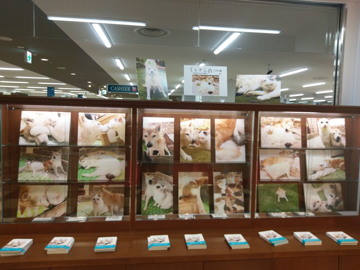 猫びより たちまち4刷 大好評フォトブック くぅとしの Hinatabocco 3 のパネル展が大阪 ジュンク堂書店近鉄あべのハルカス店 Harukas Junkudo にて開催中 入口のショーウィンドウにてドーンと大きく展示されているので お近くの方ぜひ 猫びより たちまち4刷 大好評フォトブック くぅとしの Hinatabocco 3 のパネル展が大阪 ジュンク堂書店近鉄あべのハルカス店 Harukas Junkudo にて開催中 入口のショーウィンドウにてドーンと大きく展示されているので お近くの方ぜひ