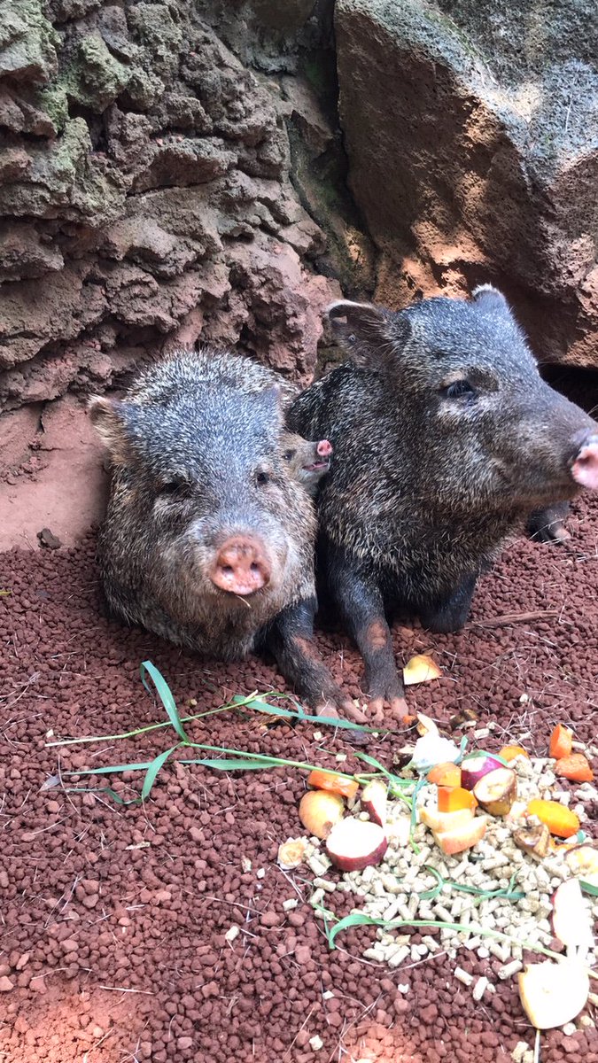 伊豆シャボテン動物公園公式ツイッター ベビ ベビー ｸﾋﾞﾜﾍﾟｯｶﾘー ８月14日生まれですくすく成長中 T Co Gc4f5ttcvl 伊豆シャボテン動物公園 イノシシ 干支 わかるかなぁ