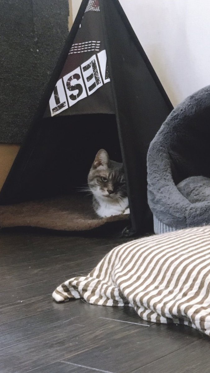hogo_cat's tweet photo. 保護猫カフェ東道頓堀店です^ ^
昨日は沢山のご来店ありがとうございました！
最近希望の方が減ってしまいました…普通の猫カフェではありません！スタッフ猫ではありません！人目に触れず待機してる子達はこの子達が卒業しない限り来る事が出来ません。周りの方に拡散してもらえないでしょうか…？→ https://t.co/TiJ58VmVty