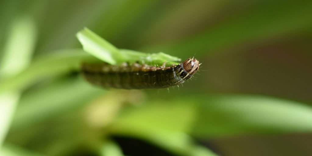 PestFactsSARDI's tweet photo. Issue 7: https://t.co/K4yu6ixfto In recent weeks we've received many reports of armyworm in cereals across the state. Armyworm have three parallel white longitudinal stripes starting at the ‘collar’ behind the head. #correctID #armyworm @SA_PIRSA https://t.co/pkIf4Zdnvh
