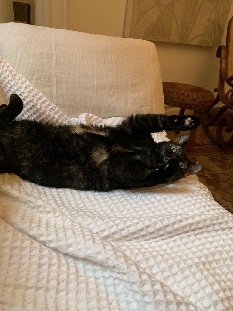 luradio's tweet photo. @jayasax This is my cat, Beef! She’s safely home since Thursday and we couldn’t be happier! ! Astoria found her 😻 https://t.co/fT0zNX8boY