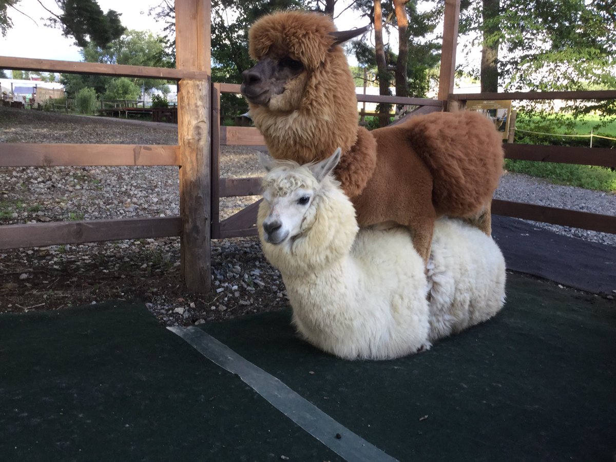 八ヶ岳アルパカ牧場 A Twitter ツムツム アルパカ かわいい なかよし 八ヶ岳 長野 山梨 Alpaca Tsumtsum モフモフ