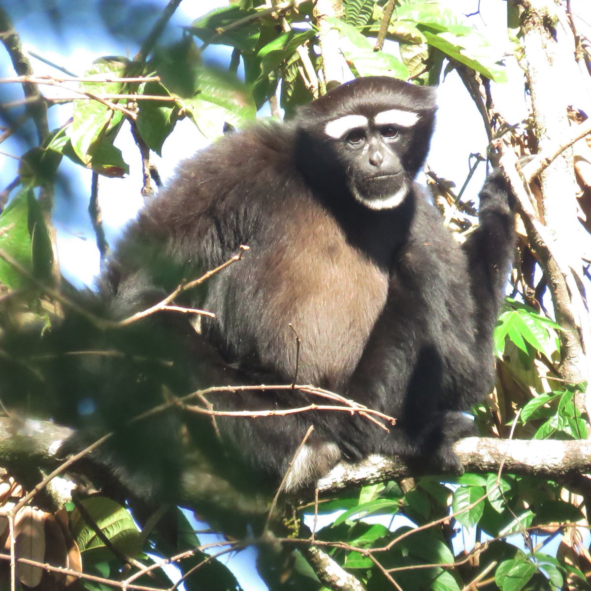 WCSMyanmar's tweet photo. Happy Monday ! 

A Western Hoolock Gibbon in the Hponkanrazi Wildlife Sanctuary, far north of Myanmar. https://t.co/FMcSzxXeH2