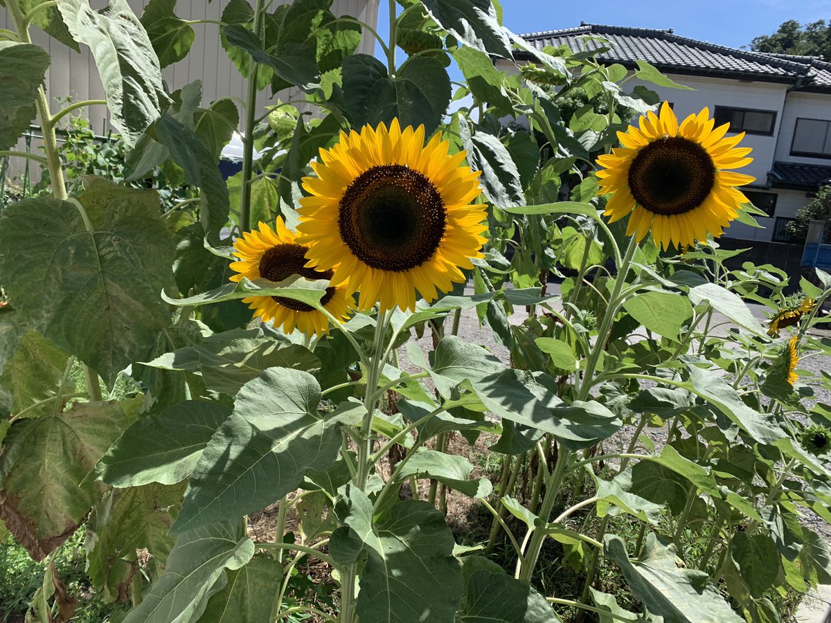 ひまわり笑顔 Twitter Search