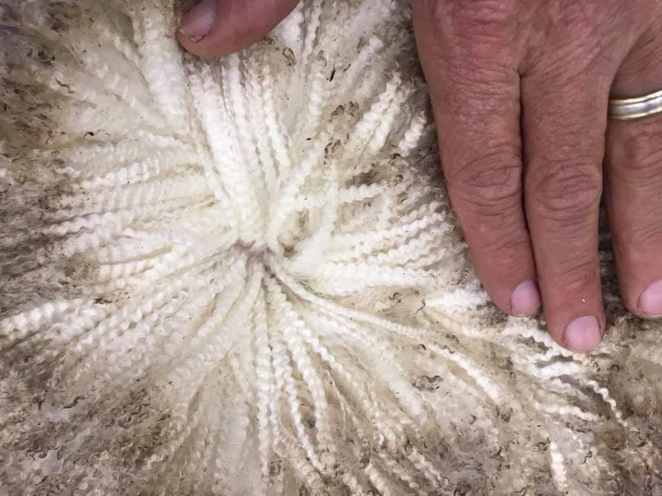 Lot 2. Gunallo 180081 knocked down for $20000 to Calcookara Merino Stud, SA at the Classings Classic Merino Ram Sale, SA.