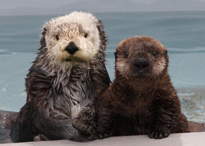 cuddlesjhs's tweet photo. vmin as each other’s significant otter: a thread 🥺 https://t.co/CbDZTTalKu