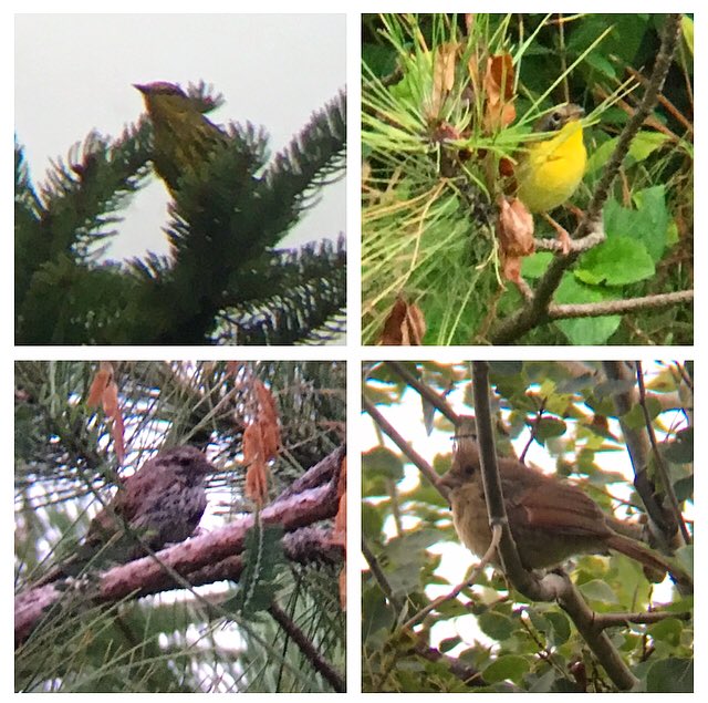 Ontario Place bird notes #14 | Stayed around Trillium Park this evening, and lots of bird noise on a quieter night. A song sparrow, juvenile cardinals, a common yellowthroat, yellow-bellied flycatcher, and a few warblers I couldn’t quite photograph - palm warbler top left?