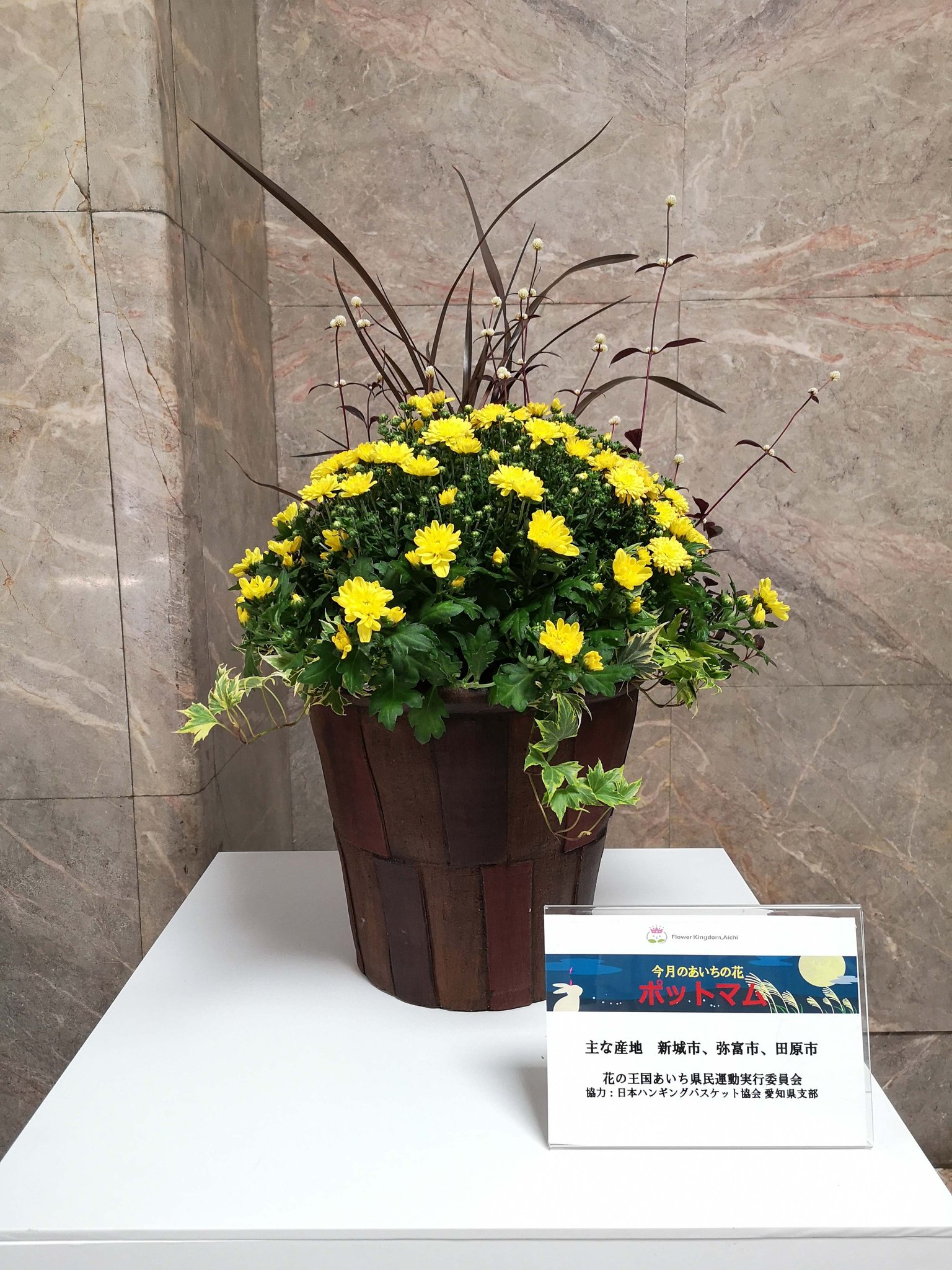 大村秀章 9月のあいちの花は ポットマム 本日の記者会見で披露した写真の作品は 日本ハンギングバスケット協会愛知 県支部による寄せ植えです 本日から2週間程度 愛知県庁本庁舎 主要産地の新城市 弥富市 田原市の各庁舎及び中部国際空港 豊橋駅 大村秀章 9月のあいちの花は ポットマム 本日の記者会見で披露した写真の作品は 日本ハンギングバスケット協会愛知 県支部による寄せ植えです 本日から2週間程度 愛知県庁本庁舎 主要産地の新城市 弥富市 田原市の各庁舎及び中部国際空港 豊橋駅