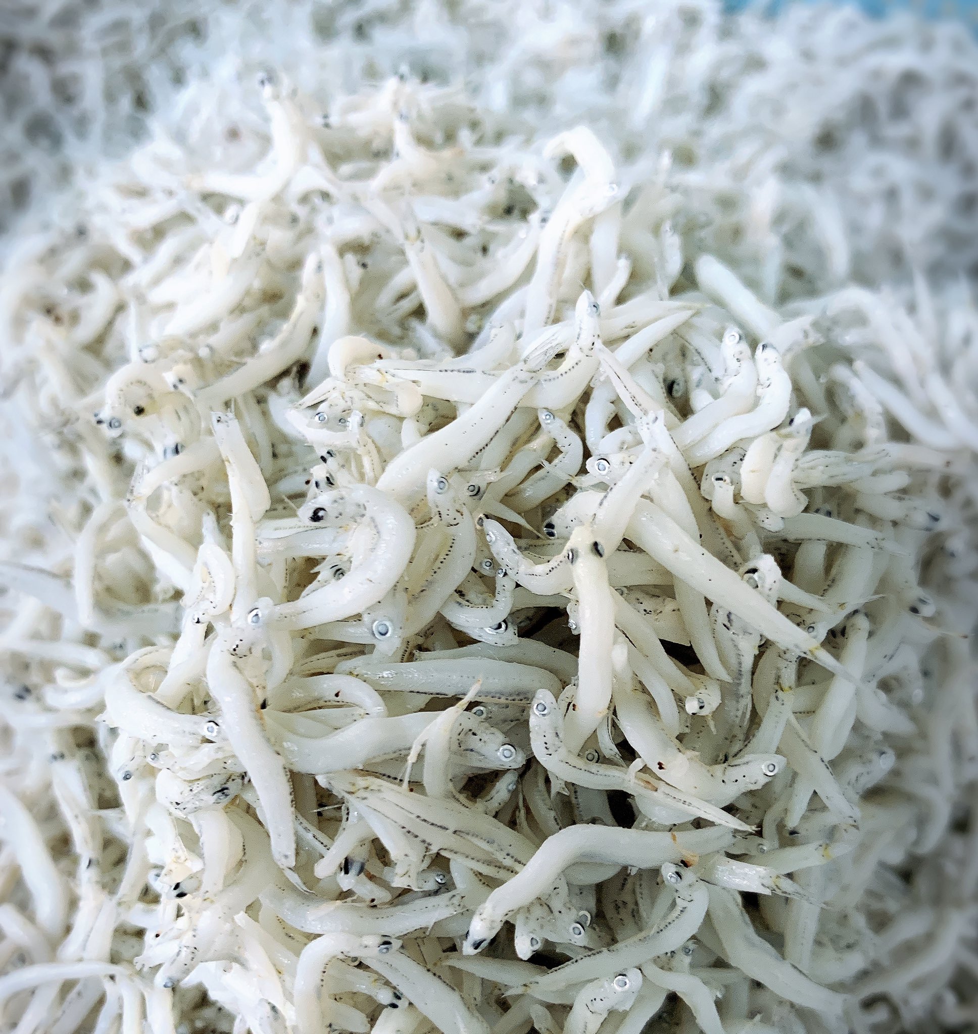 山忠横田水産 釜揚げしらす製造直売 毎度有難う御座います 鮮度抜群 釜揚げしらす 9月2日 月 こちら品物 毎度の事ですが自然の物 多少の色目 大きさ等違いがありますのでご理解ください 炊きたて 鮮度抜群釜揚げしらす 宜しくお願い致します 山忠横田水産 釜揚げしらす製造直売 毎度有難う御座います 鮮度抜群 釜揚げしらす 9月2日 月 こちら品物 毎度の事ですが自然の物 多少の色目 大きさ等違いがありますのでご理解ください 炊きたて 鮮度抜群釜揚げしらす 宜しくお願い致します