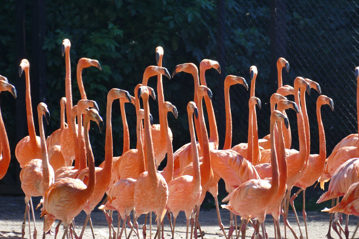 qikipedia's tweet photo. A group of flamingos is called a flamboyance. https://t.co/rMDD3ltt28