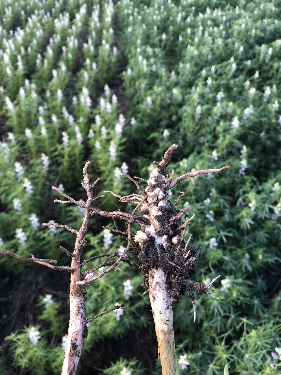 Darren Wilson tweet media